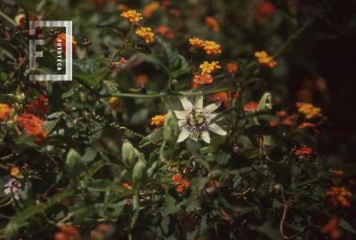 Flor nativa Mburucuyá o Pasionaria