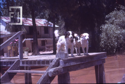 Perros esperando en embarcadero de vivienda en la isla