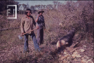 Tala de pinos en el Tajiber