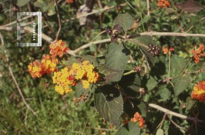 Flor nativa en la Reserva de Otamendi
