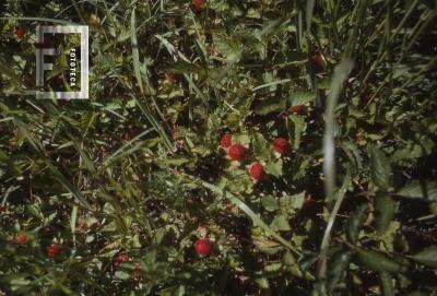 Fruto nativa frutilla en la Reserva de Otamendi