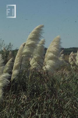 Flor nativa //cola de zorro// en la Reserva de Otamendi
