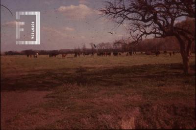 Campo de pastoreo creado por drenaje de pajonal