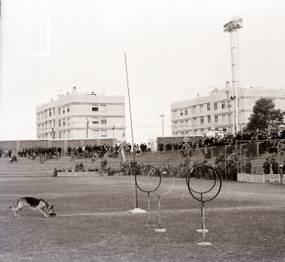 Exhibición de adiestramiento canino en el estadio de Villa Dalmine
