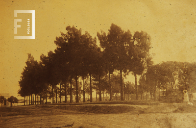 Pinos de la antigua plaza Eduardo Costa
