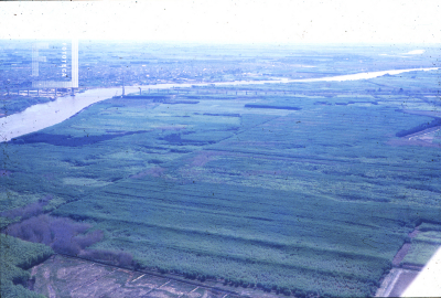 Vista aérea de la plantación de álamos en la isla