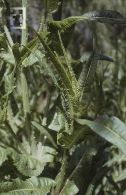 Vegetación