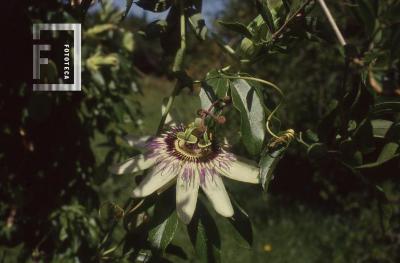 Flor del maracuyá