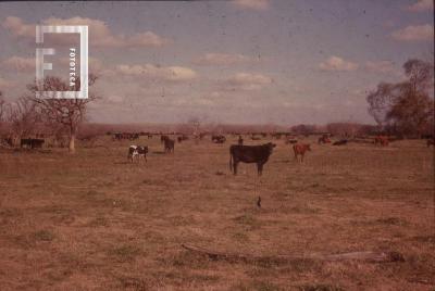 Vista del campo y ganado vacuno