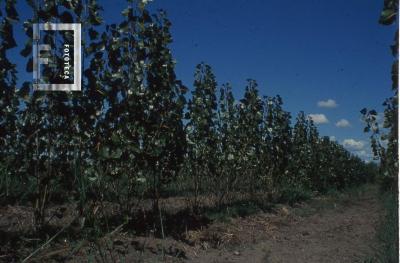 Plantaciones de álamos en la isla