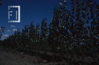 Plantaciones de álamos en la isla