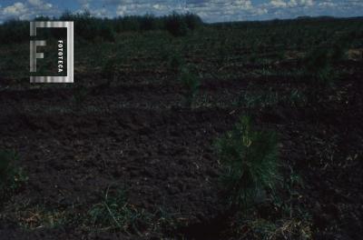 Plantaciones de álamos en la isla