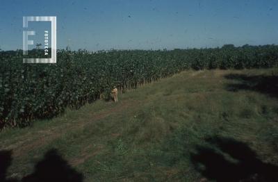 Plantaciones de álamos en la isla
