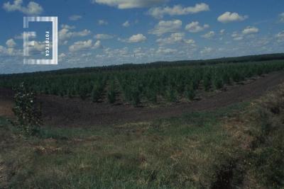 Plantaciones de pino en la isla