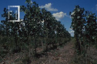 Plantaciones de álamos en la isla