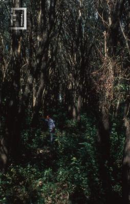 Plantación de álamos