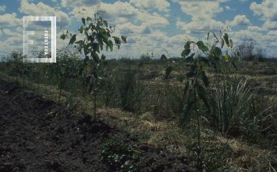Vista de los cultivos