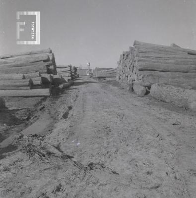 Troncos de la producción forestal