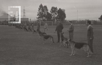 Exhibición destreza de perros en el estadio de Villa Dalmine