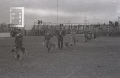 Exhibición destreza de perros en el estadio de Villa Dalmine
