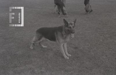 Exhibición destreza de perros en el estadio de Villa Dalmine