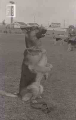 Exhibición destreza de perros en el estadio de Villa Dalmine