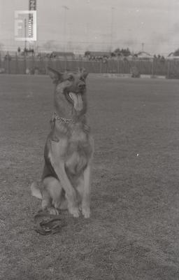 Exhibición destreza de perros en el estadio de Villa Dalmine