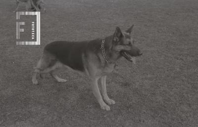 Exhibición destreza de perros en el estadio de Villa Dalmine